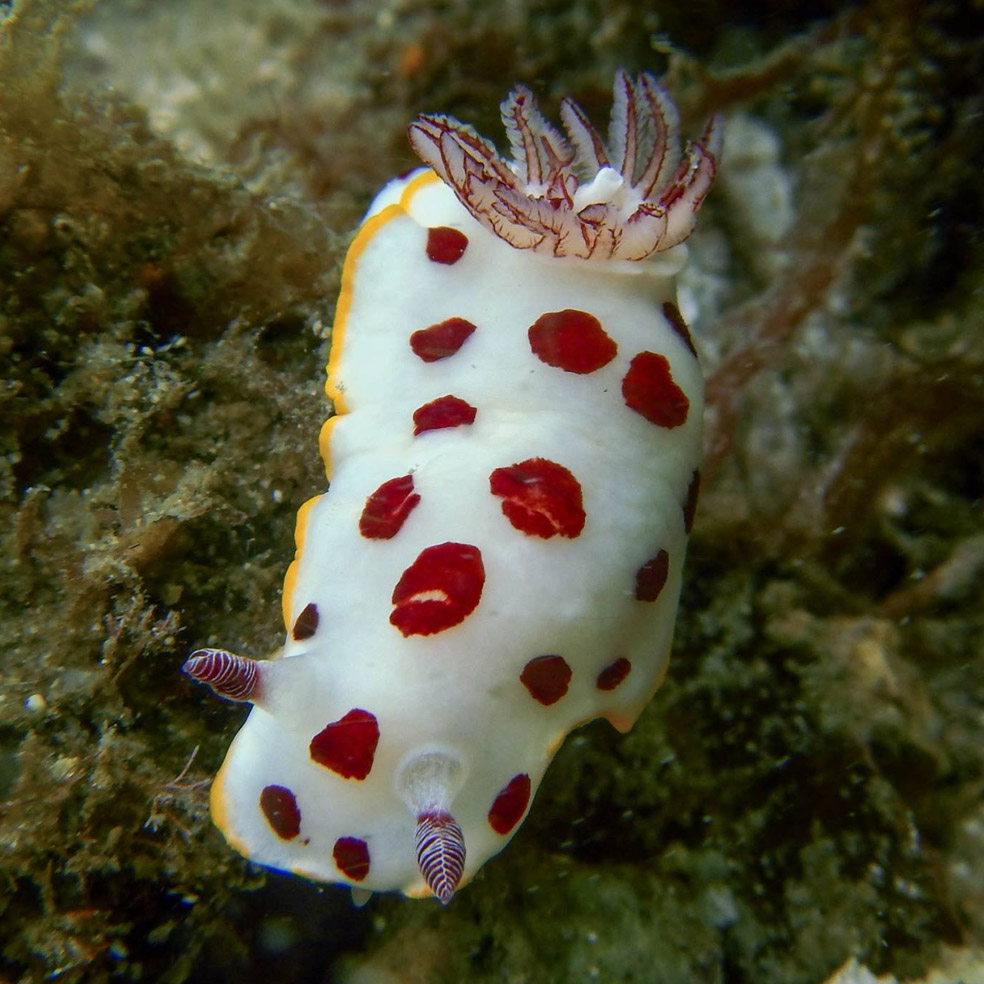 Copy Cat Sea Slugs Vary In Toxicity And Taste Uq News The